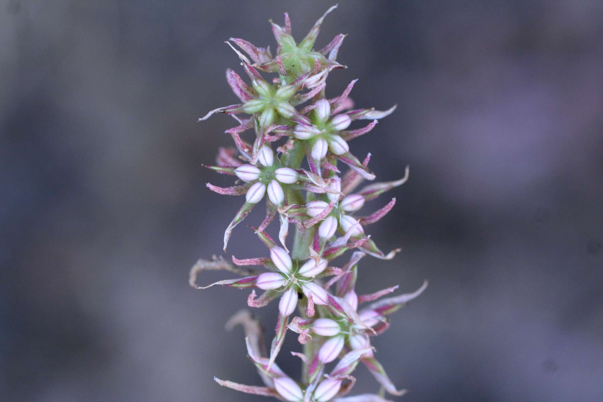 Phedimus stellatus / Borracina spinosa